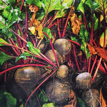 Load image into Gallery viewer, Vegetable Kent Beetroot 
