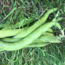 Load image into Gallery viewer, Broad Beans

