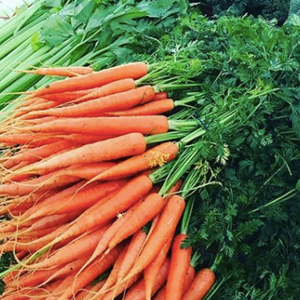 Carrots with tops