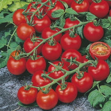 Load image into Gallery viewer, Isle of White Tomatoes Cherry Tomatoes (3 Vines)
