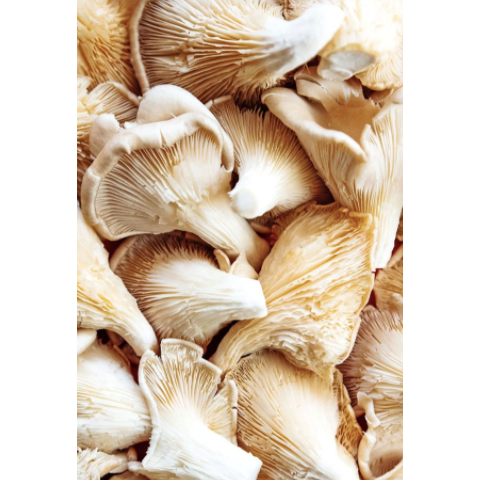 Kent Oyster Mushrooms