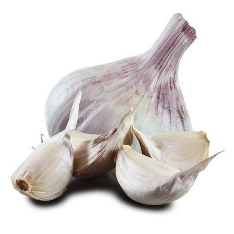large iberian wight garlic bulb